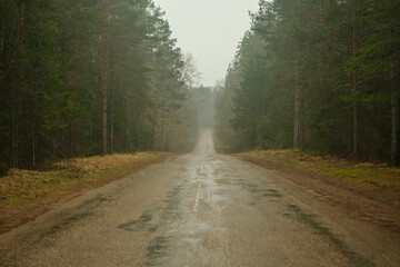 Whispers in the Mist: Navigating the Foggy Forest Road