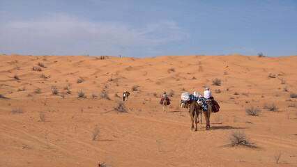Dromedary camels (Camelus dromedarius) on a camel trek in the Sahara Desert, outside of Douz,...