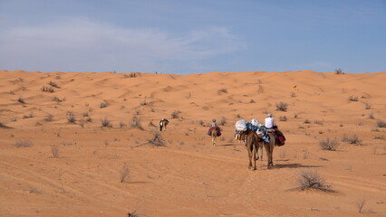 Dromedary camels (Camelus dromedarius) on a camel trek in the Sahara Desert, outside of Douz, Tunisia