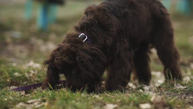 Young English Cocker Spaniel. Young dark brown English Cocker Spaniel lying on the grass and nibbling on a wooden stick. A English Cocker Spaniel lies on the grass in the park and gnaws on a stick.