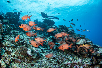 Group of soldierfish on the reef with diver, French Polynesia
