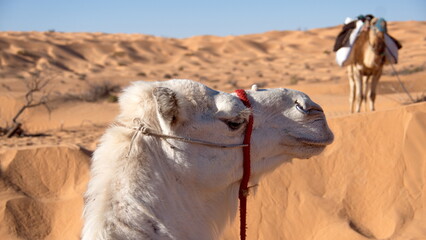Close up of a dromedary camel (Camelus dromedarius) wearing a red halter in the Sahara Desert,...