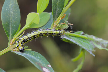Caterpillar of Cydalima perspectalis, know as box tree moth.
