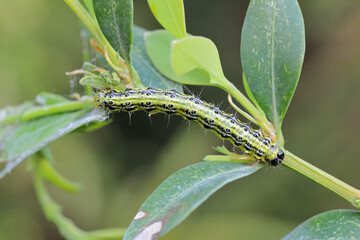 Caterpillar of Cydalima perspectalis, know as box tree moth.