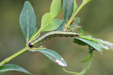 Rotten cucumber on yellow background. Global hunger problem. Over consumption concept. 