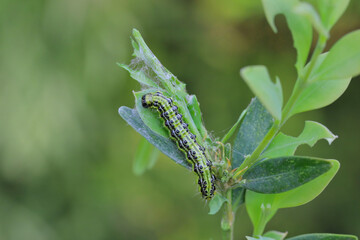 Moth larva, caterpillar plant pest on damaged plant.