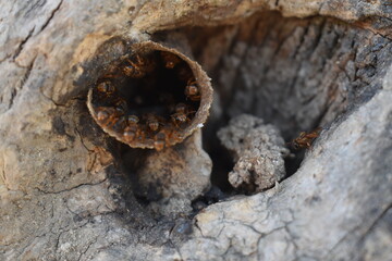 Nido de abejas recolectoras de miel entrada del panal