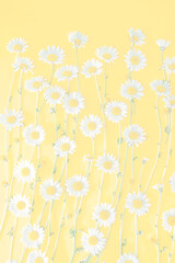 A cheerful, yellow and sunny flower summer. Copy Space, Background.