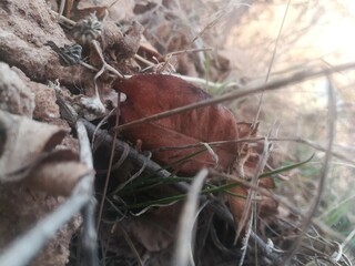 nature