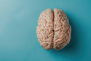Anatomy of the human brain Isolated on blue bright background