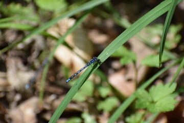 blue feather dragonfly on a leaf