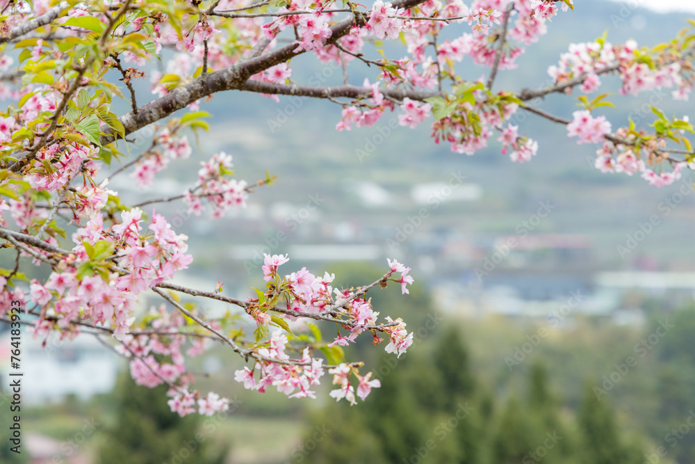 Canvas Prints beautiful pink sakura cherry blossom