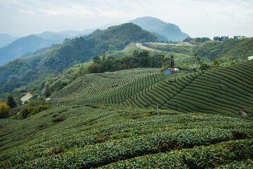 Fototapeta na wymiar Green lush tea field in countryside