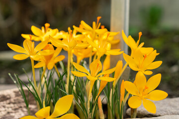 Golden crocus or Crocus Chrysanthus flower in Saint Gallen in Switzerland