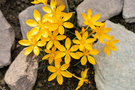 Golden crocus or Crocus Chrysanthus flower in Saint Gallen in Switzerland