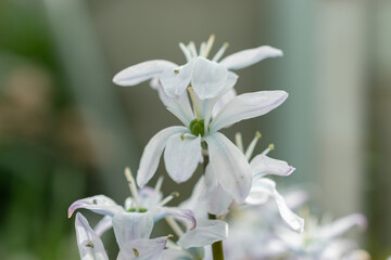 White squill or Scilla Mischtschenkoana flowers in Saint Gallen in Switzerland