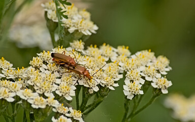 Couple of common red soldier beetles copulating on a white flower, selective focus with green bokeh background - Rhagonycha fulva