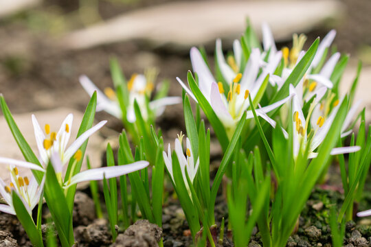 Merendera Sobolifera flower in Saint Gallen in Switzerland