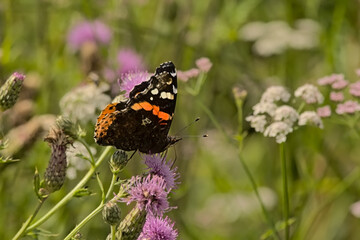 Admiral butterfly with pattern in orange, black and white on it`s wings on a flowers, selective focus with bokeh background - Vanessa atalanta