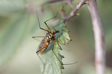 Small colorful mosquito