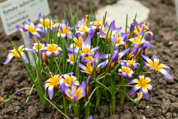Romulea Bulbocodium flowers in Saint Gallen in Switzerland