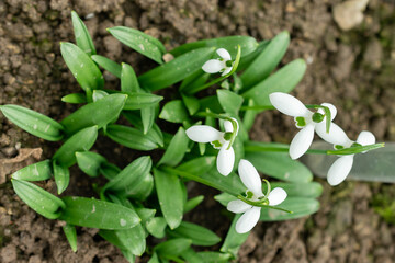 Galanthus Ikariae flowers in Saint Gallen in Switzerland