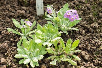 Scottish primrose or Primula Scotica plant in Saint Gallen in Switzerland