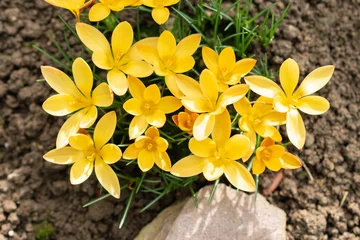 Foto op Plexiglas Cloth of gold crocus or Crocus Angustifolius flowers in Saint Gallen in Switzerland © Robert