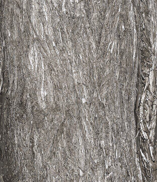 Vector illustration of the bark texture of Platycladus orientalis, also known as thuja sinensis, thuja orientalis or biota.
