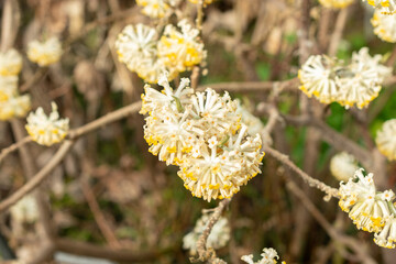 Oriental paper bush or Edgeworthia Chrysantha plant in Saint Gallen in Switzerland