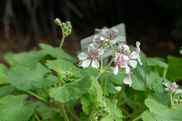 Erodium Pelargoniifolium plant in Saint Gallen in Switzerland