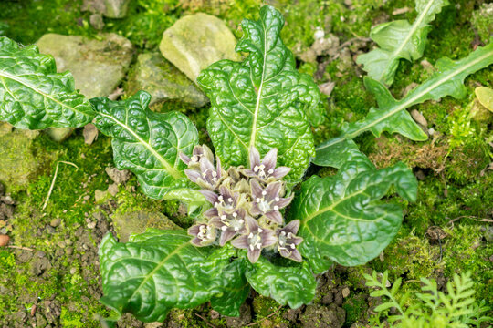 Mandrake or Mandragora Officinarum plant in Saint Gallen in Switzerland
