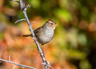 White-crowned Sparrow