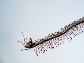 Die Klebe Tentakel des Sonnentaus