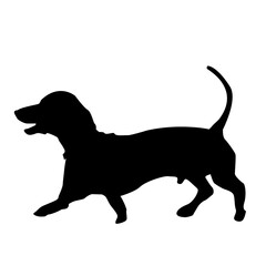 Silhouette of dachshund dog - 764187736