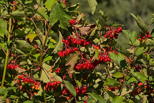 Bright red guelder rose berries and red leafs - Viburnum opulus