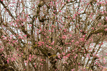 Bodnant viburnum or Viburnum X Bodnantense plant in Saint Gallen in Switzerland