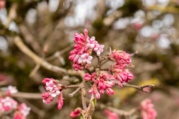 Bodnant viburnum or Viburnum X Bodnantense plant in Saint Gallen in Switzerland
