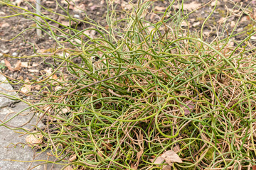 Common rush or Juncus Effusus plant in Saint Gallen in Switzerland