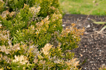 Butchers broom or Ruscus Aculeatus plant in Saint Gallen in Switzerland