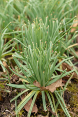 Kings spear or Asphodeline Lutea plant in Saint Gallen in Switzerland