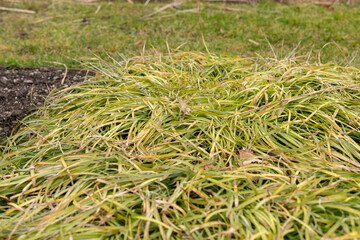 Creeping lilyturf or Liriope Spicata plant in Saint Gallen in Switzerland