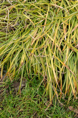 Creeping lilyturf or Liriope Spicata plant in Saint Gallen in Switzerland