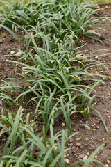 Obraz premium Winter daffodil or Sternbergia Lutea plant in Saint Gallen in Switzerland