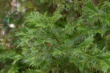 Chinese plum yew or Cephalotaxus Fortunei plant in Saint Gallen in Switzerland