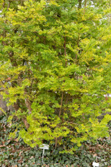 Fototapeta premium Korean plum yew or Cephalotaxus Harringtonii plant in Saint Gallen in Switzerland