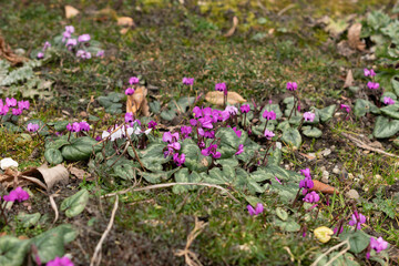 Siberian iris or Iris Sibirica flowers in Saint Gallen in Switzerland
