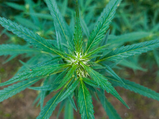 Fotografía macro de Floración cannabis