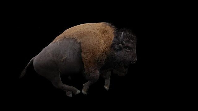 Captivating loop: Striking Bison in motion against a powerful black background. Enhance your visuals with this mesmerizing footage.