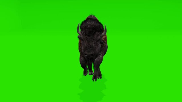 Continuous loop: Robust Bison charging against a vibrant green backdrop. Perfect for easy customization and integration.